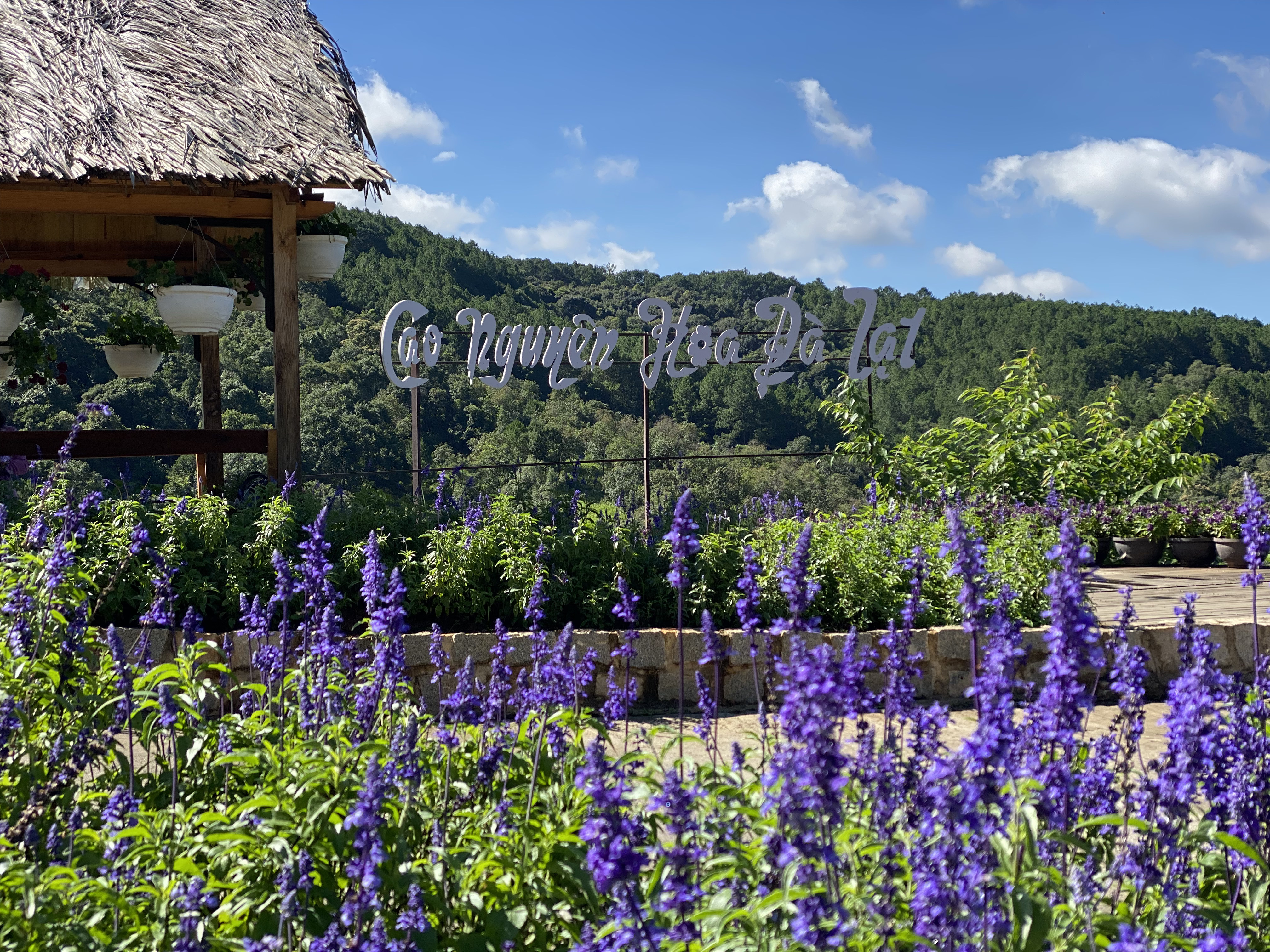 Vé Tham Quan Cao Nguyên Hoa Đà Lạt